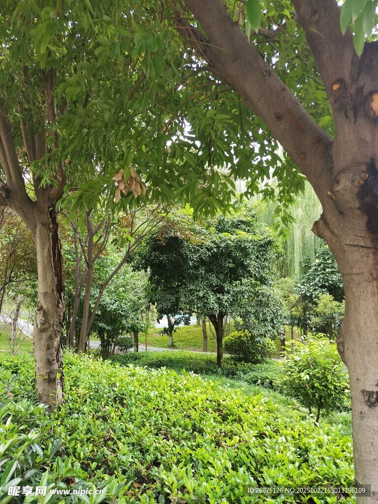 绿意盎然的林间景致