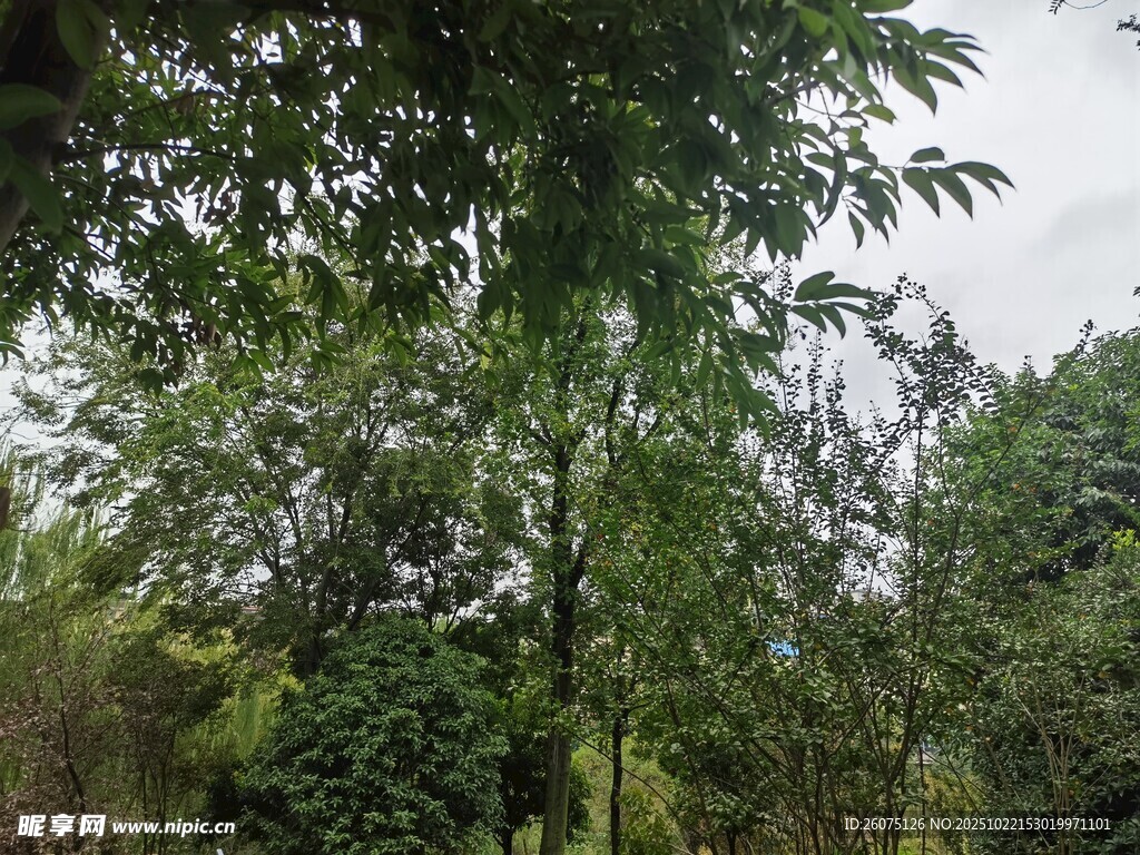 茂密树林绿意盎然