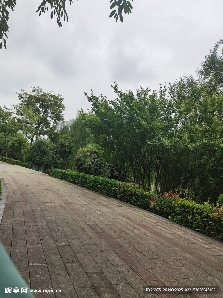 蜿蜒小径旁绿意盎然
