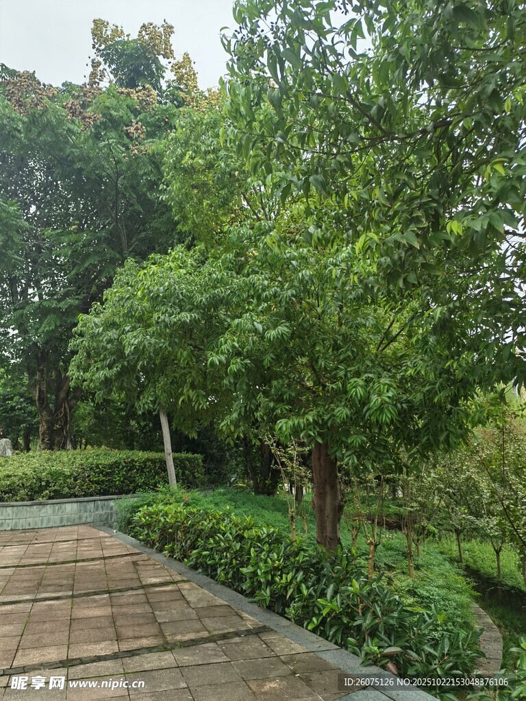 林间石板路绿意盎然