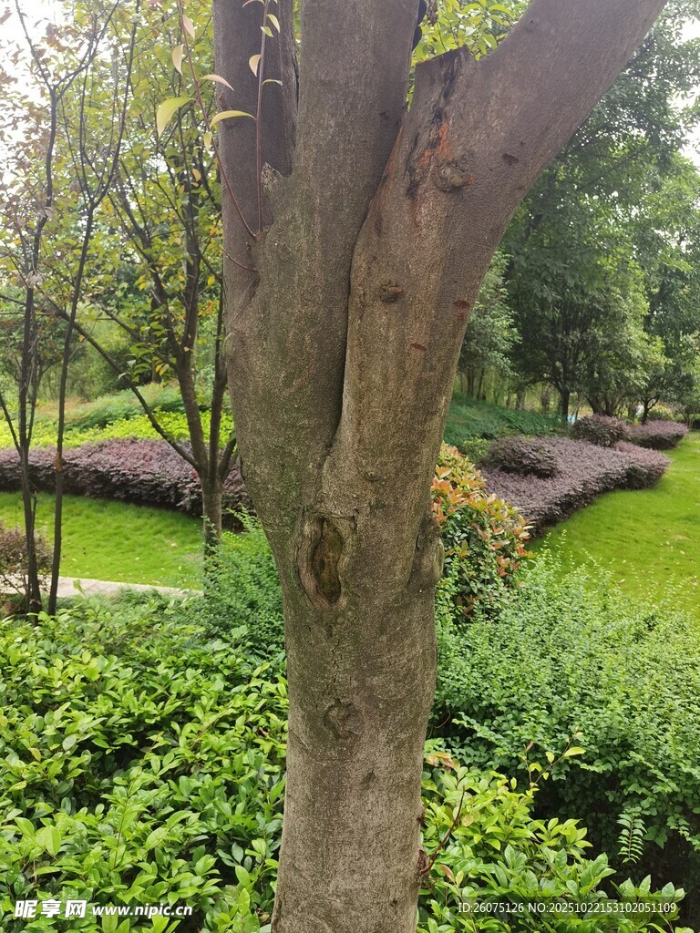 公园中树木与绿植景观
