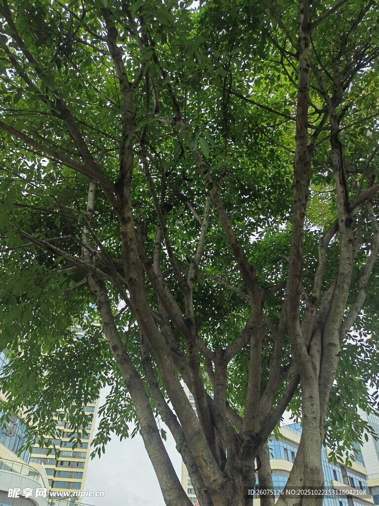 城市中茂盛的大树
