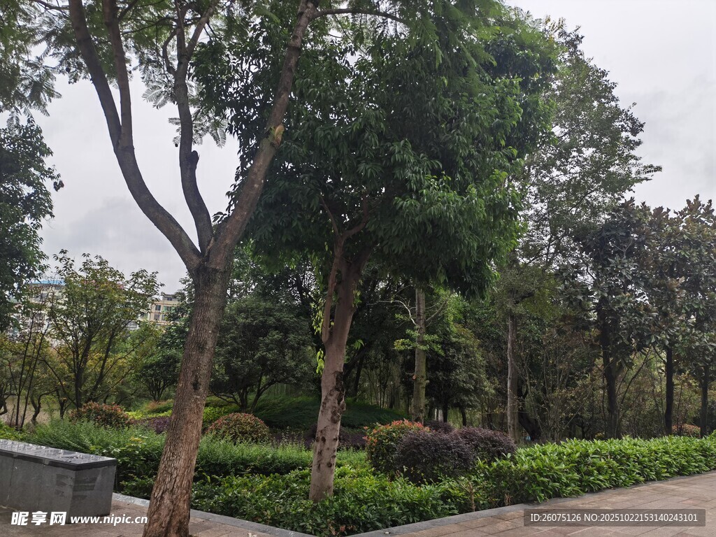 城市林荫道旁的绿植景观