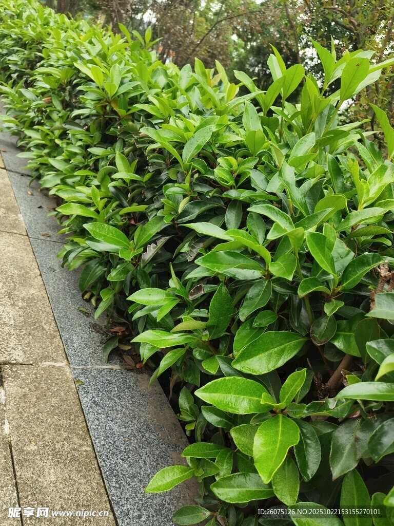 路边翠绿繁茂的植物