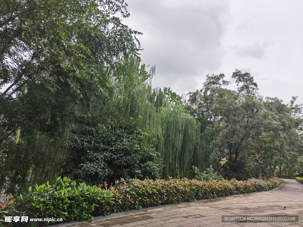 林间小道绿意盎然的景致