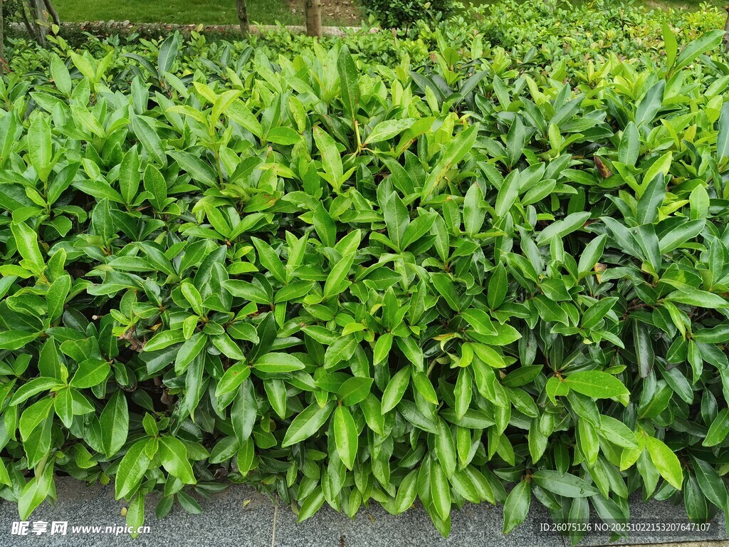 翠绿繁茂的绿植景观