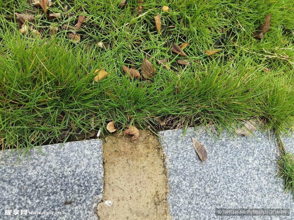 石板旁的翠绿草地