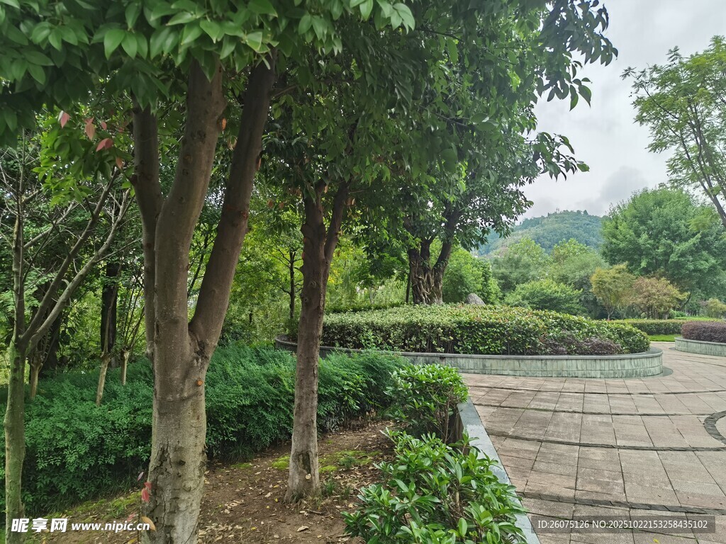 林间小道绿意盎然的景致