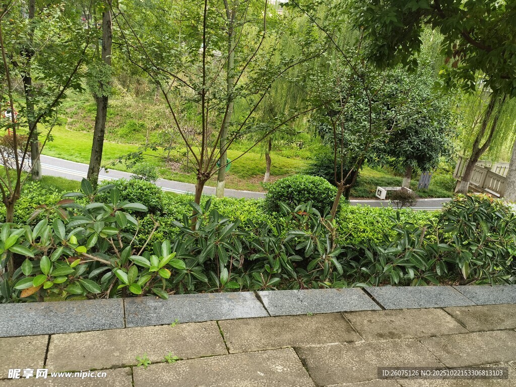 园林小径旁的绿植景观