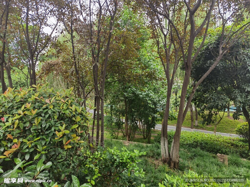 绿意盎然的林间景致