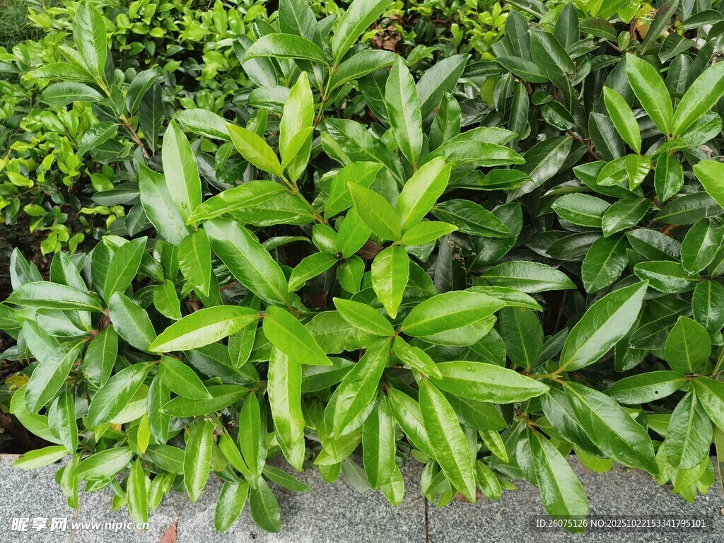 翠绿繁茂的绿植景观