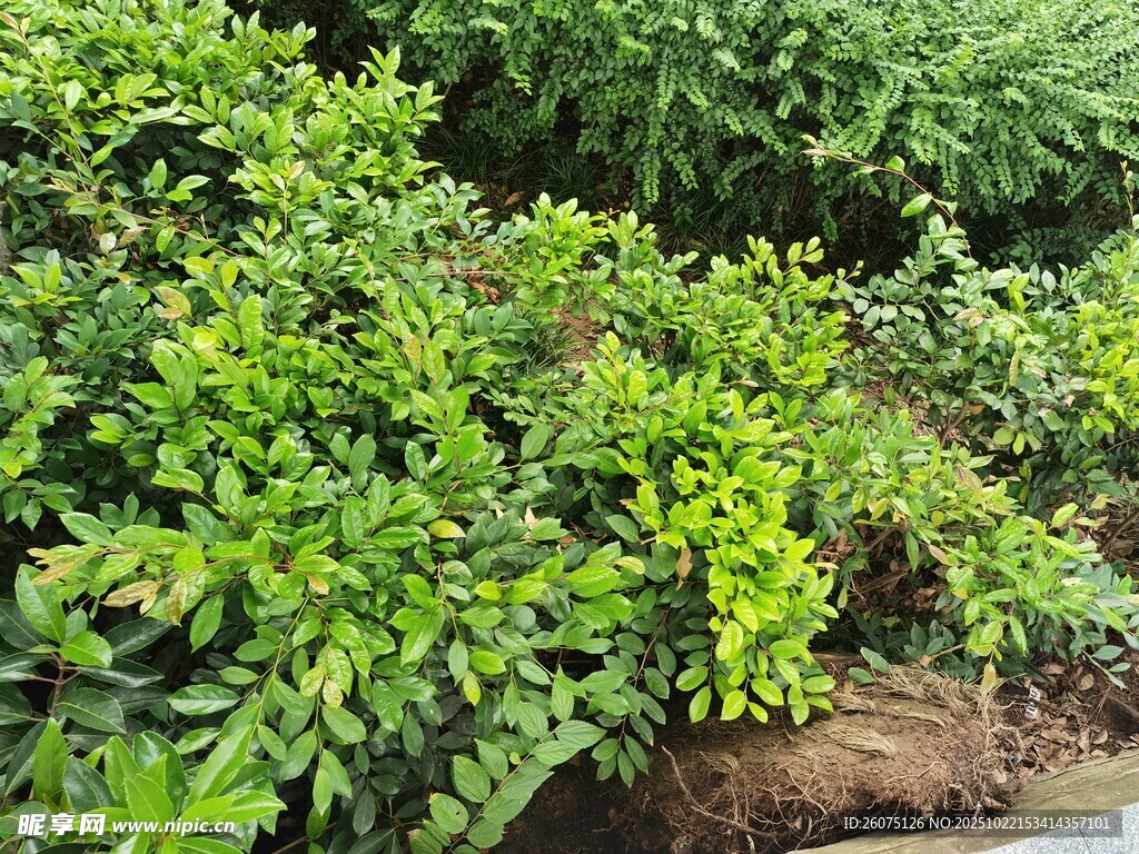 翠绿繁茂的地面绿植景观
