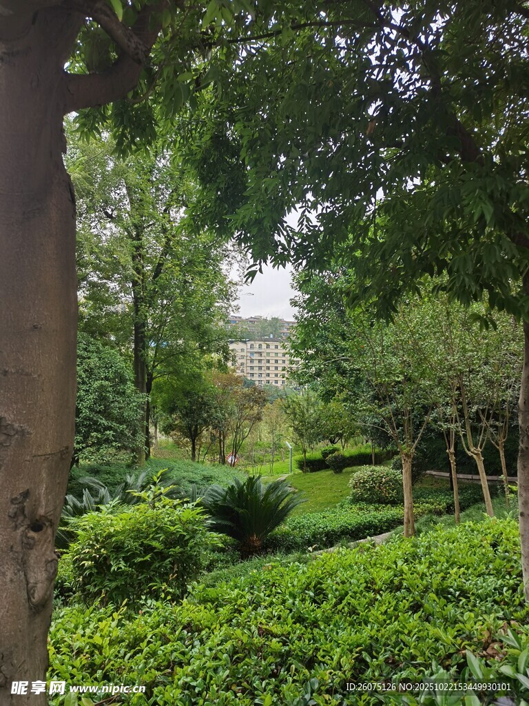绿意盎然的园林景观