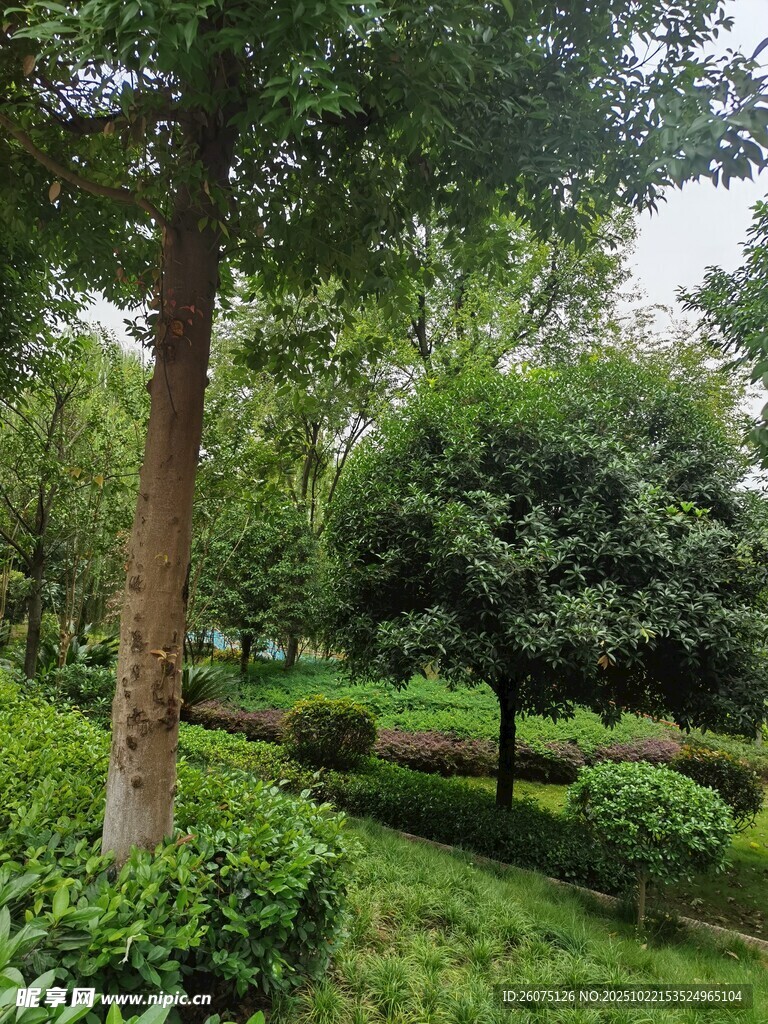 绿意盎然的园林景观