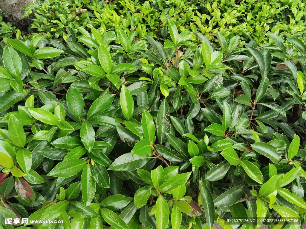 翠绿繁茂的叶片景观