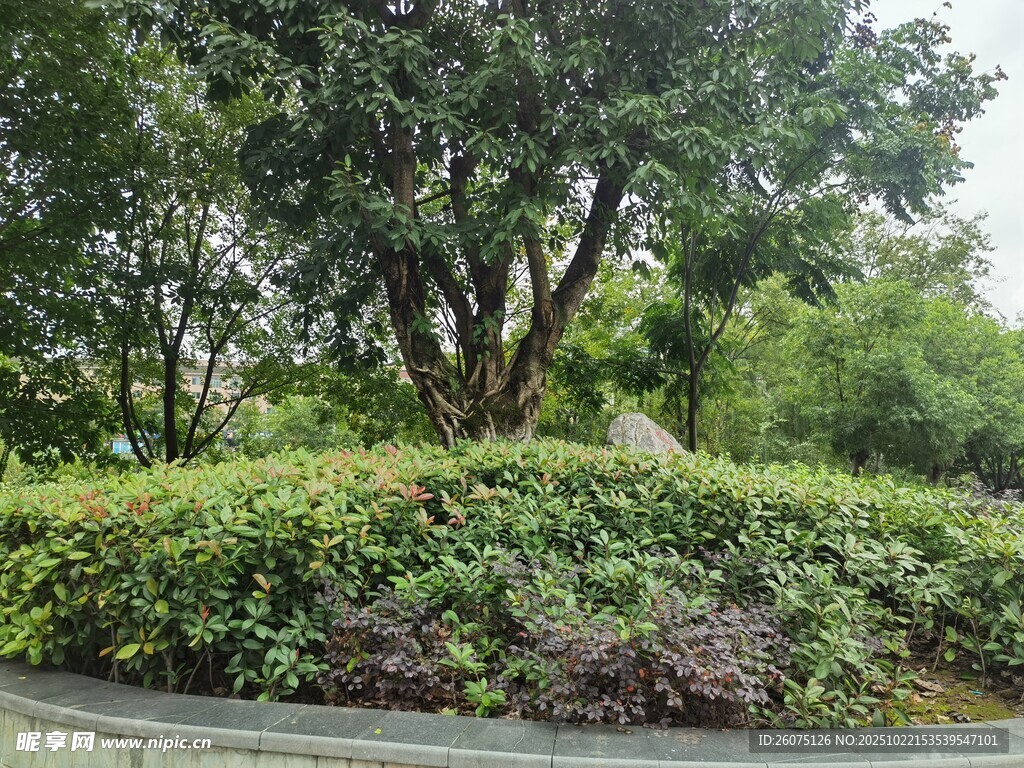 城市绿化带中的葱郁植物
