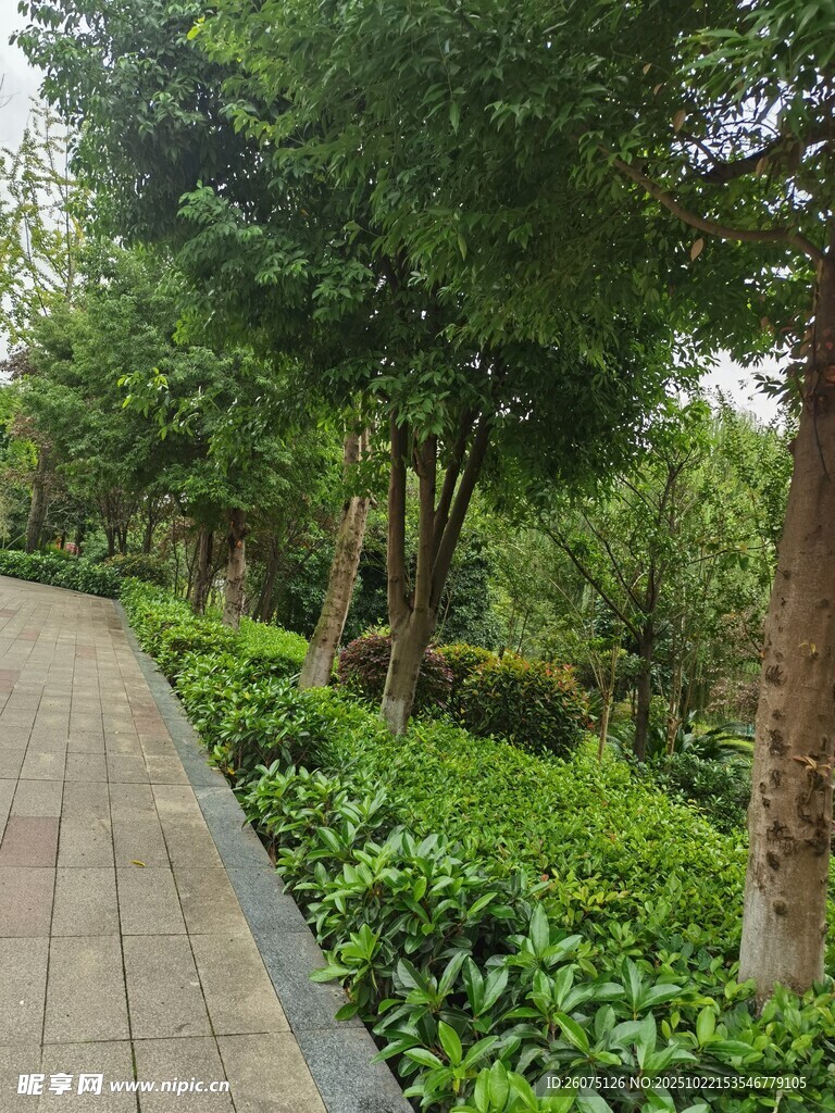 林间漫步小道绿意盎然
