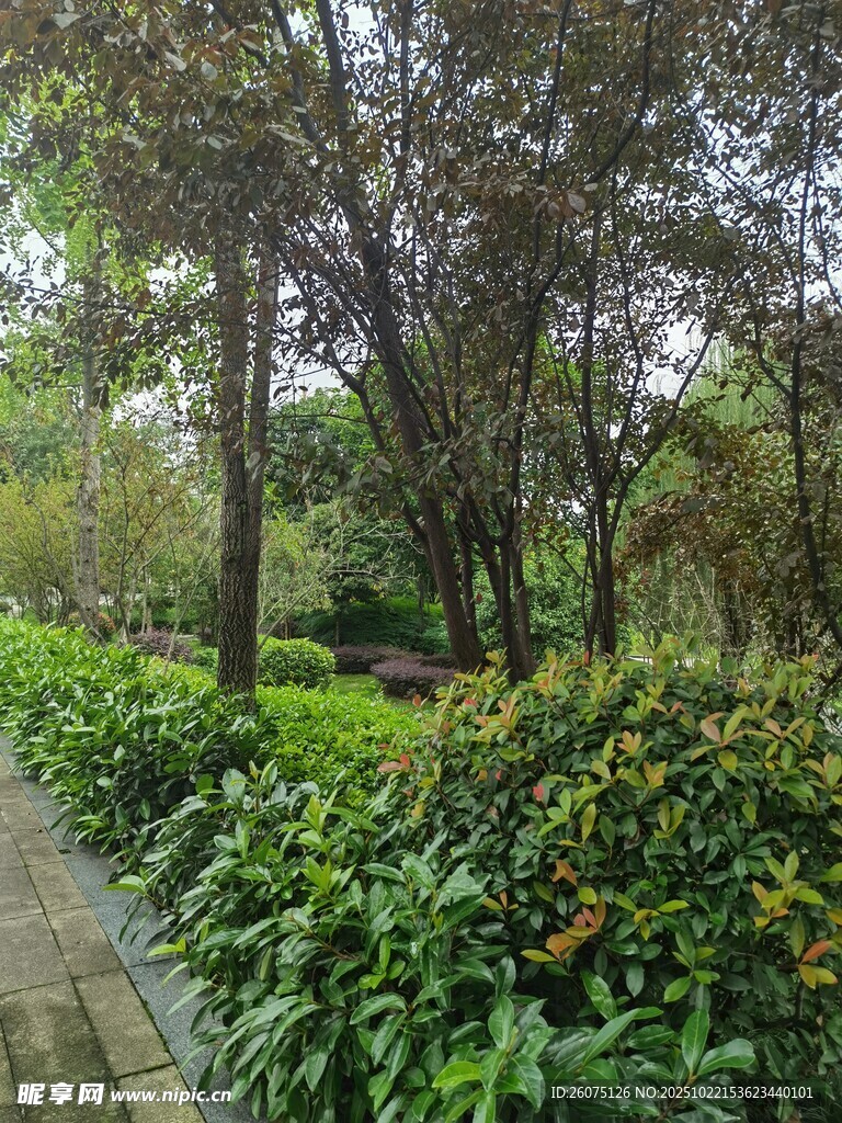林间小径绿植环绕的静谧处