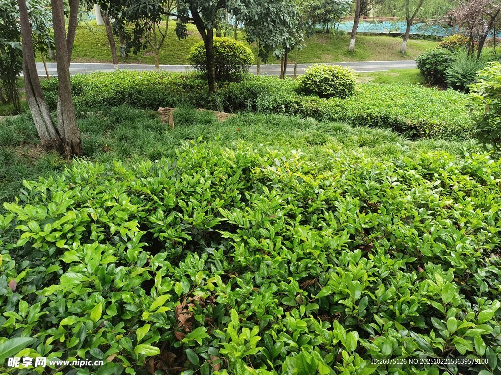 绿意盎然的园林灌木丛景