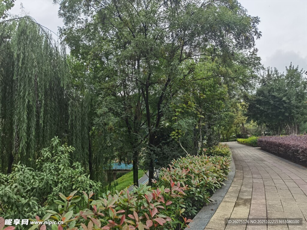 公园林荫步道美景