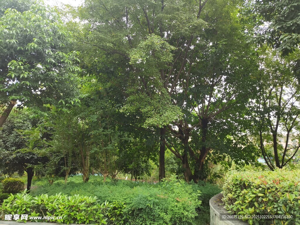绿意盎然的林间小道