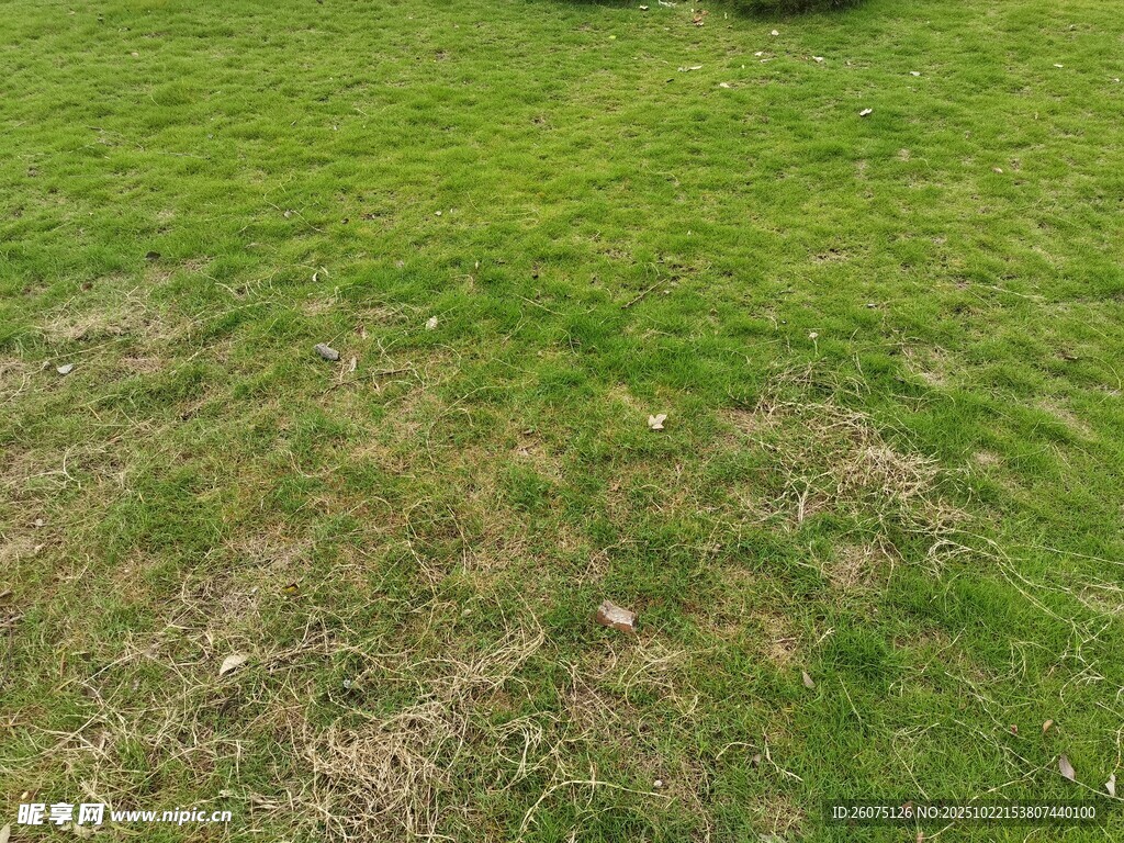 草地局部草色深浅不一