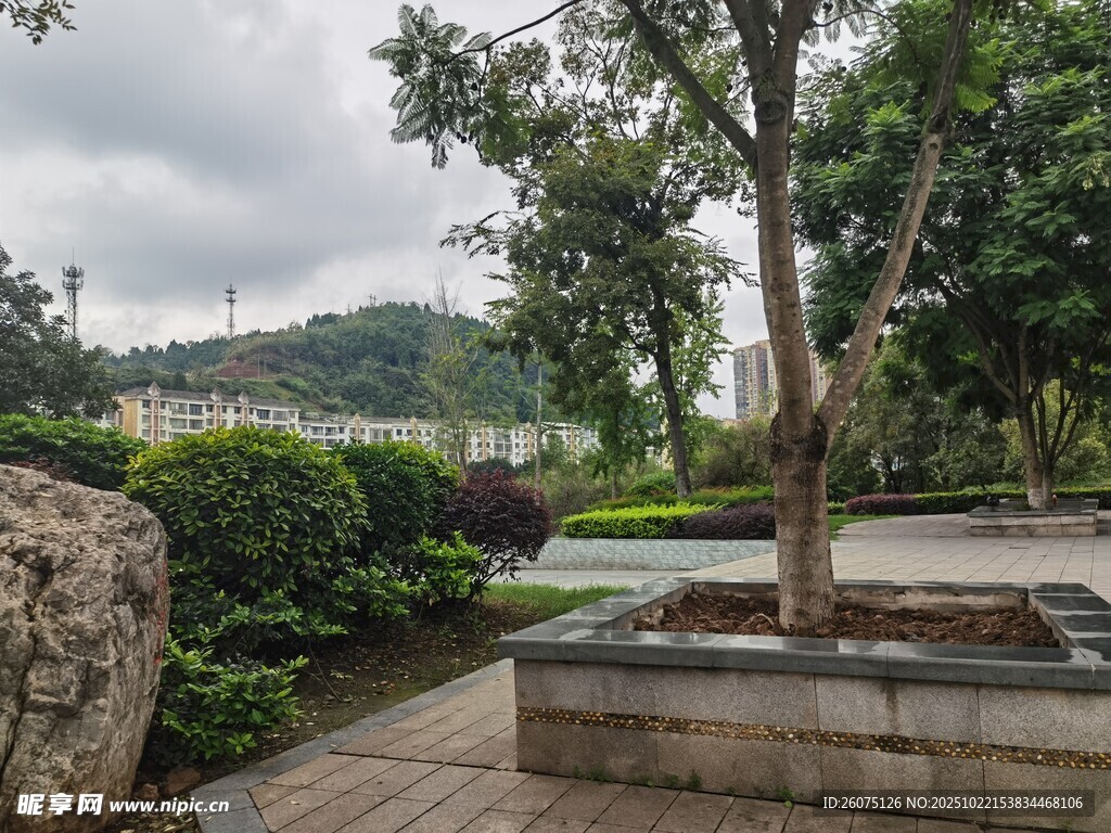 园林景观中的树木与石景