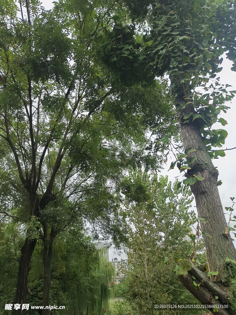 林间繁茂树木景象