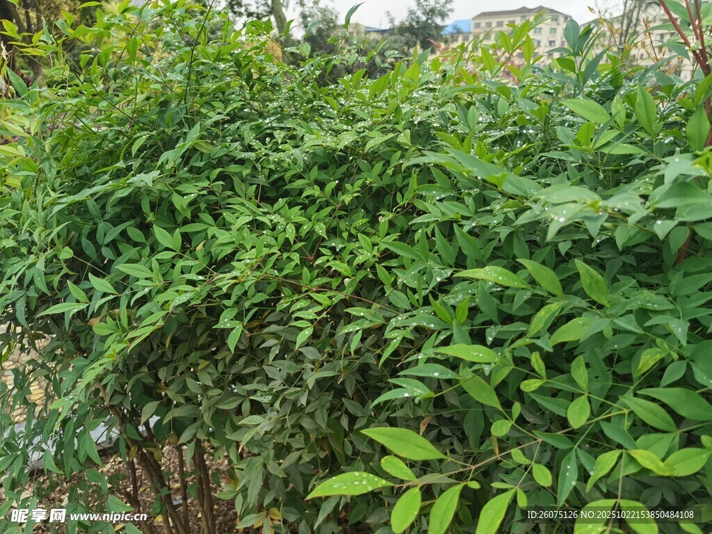 繁茂绿植生机盎然