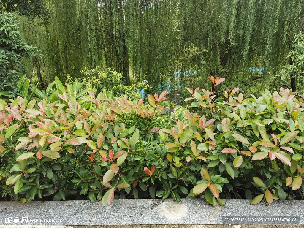 竹林边多彩绿植景观