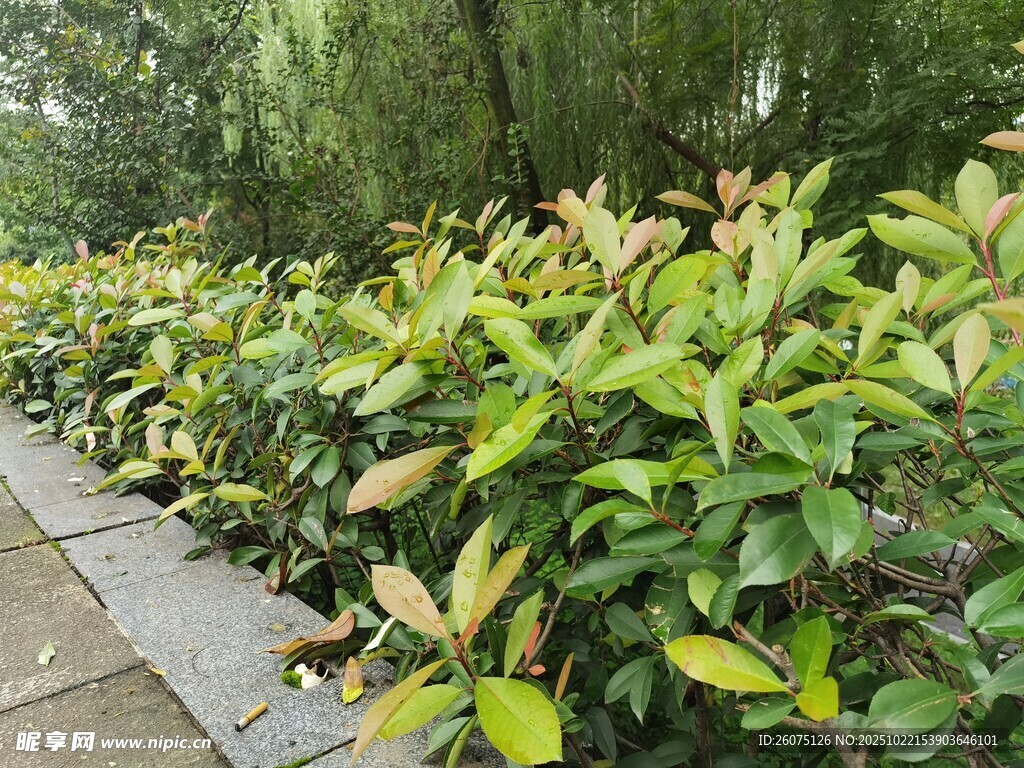 路边翠绿灌木丛景观