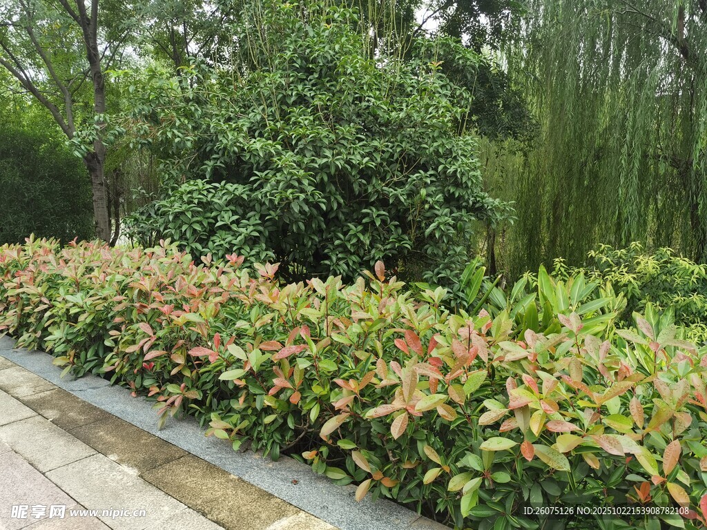 路边多彩绿植景观