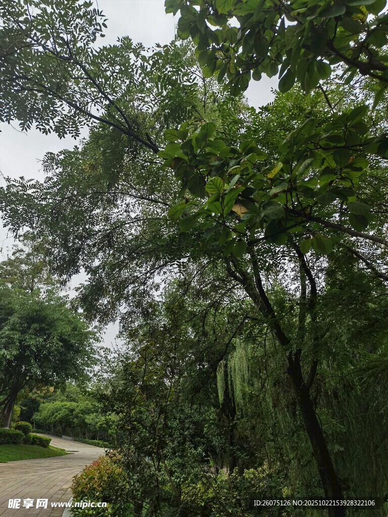 林间小道绿意盎然的景致
