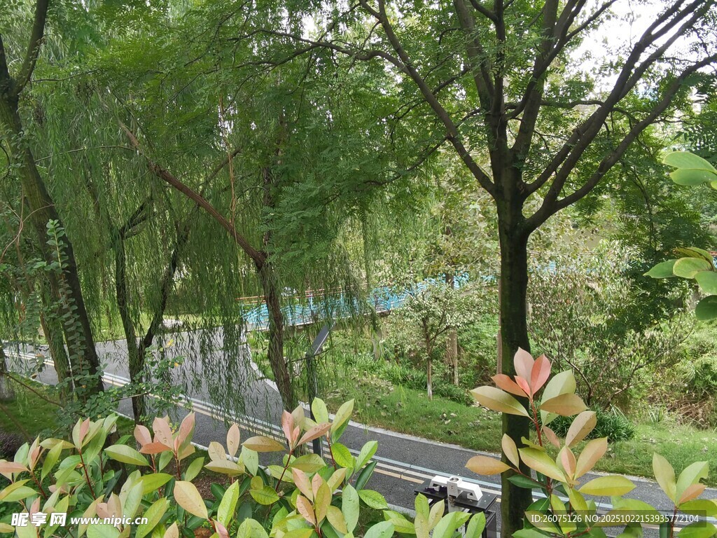 林间道路边的繁茂绿植