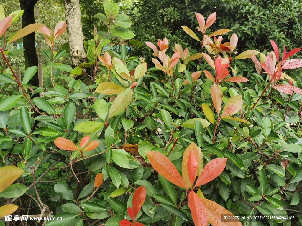 多彩叶片的绿植景观