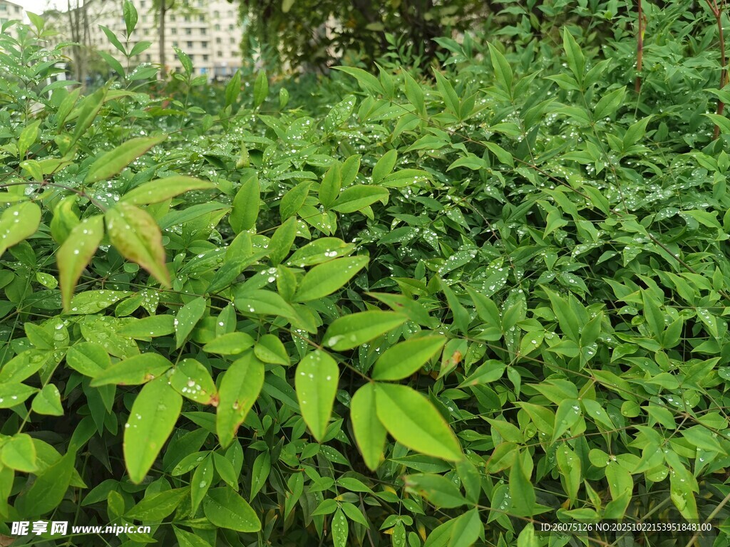 茂盛绿植景观