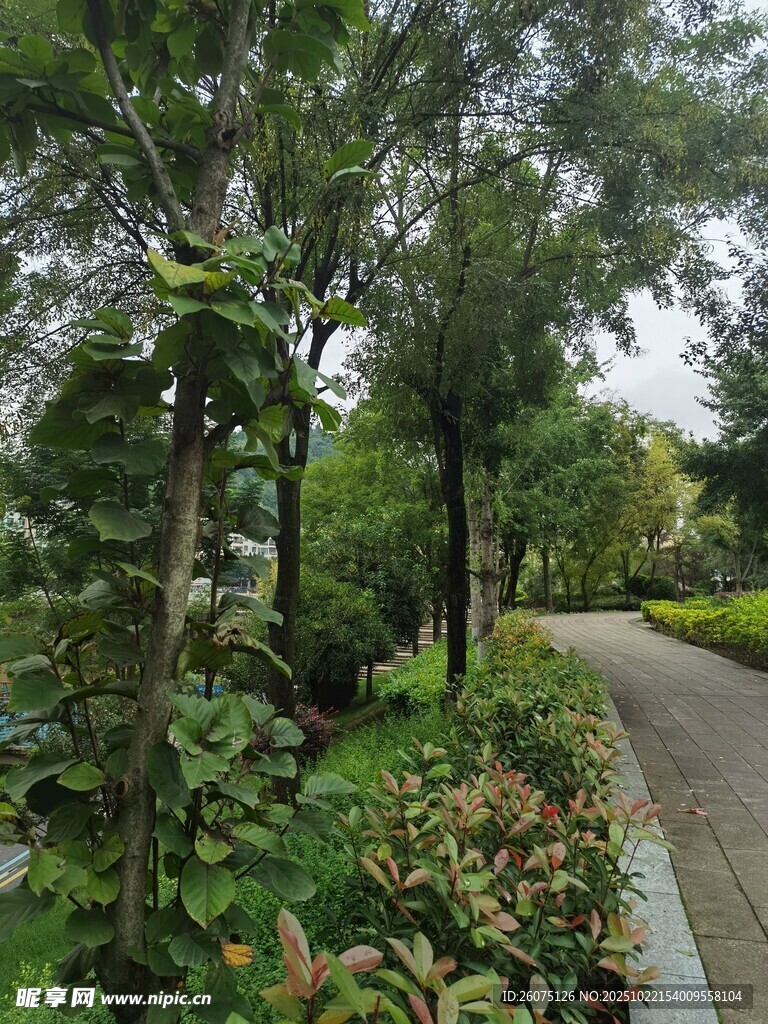 林间小径绿意盎然的景致