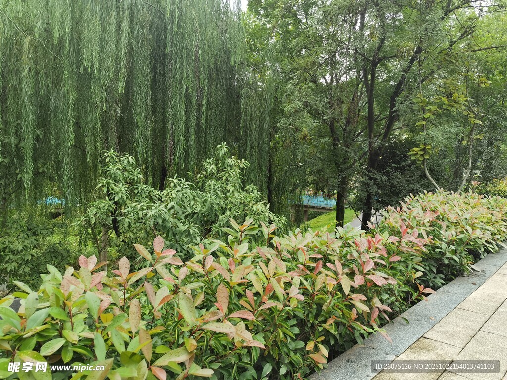 路边葱郁绿植景观
