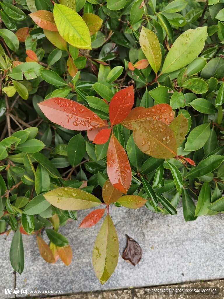多彩叶片生机盎然