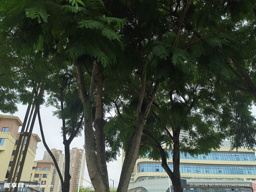 城市中葱郁的树木景观