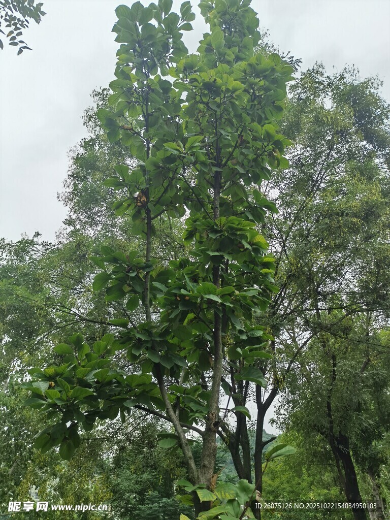 茂密树林中的高大绿树