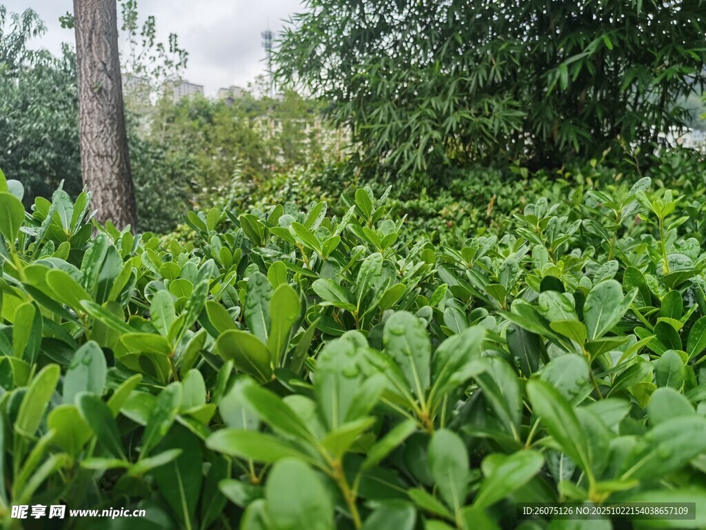 翠绿繁茂的绿植景观