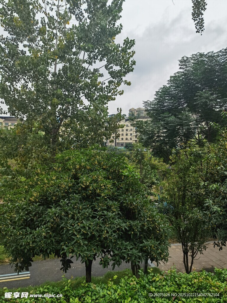绿树成荫的户外景致