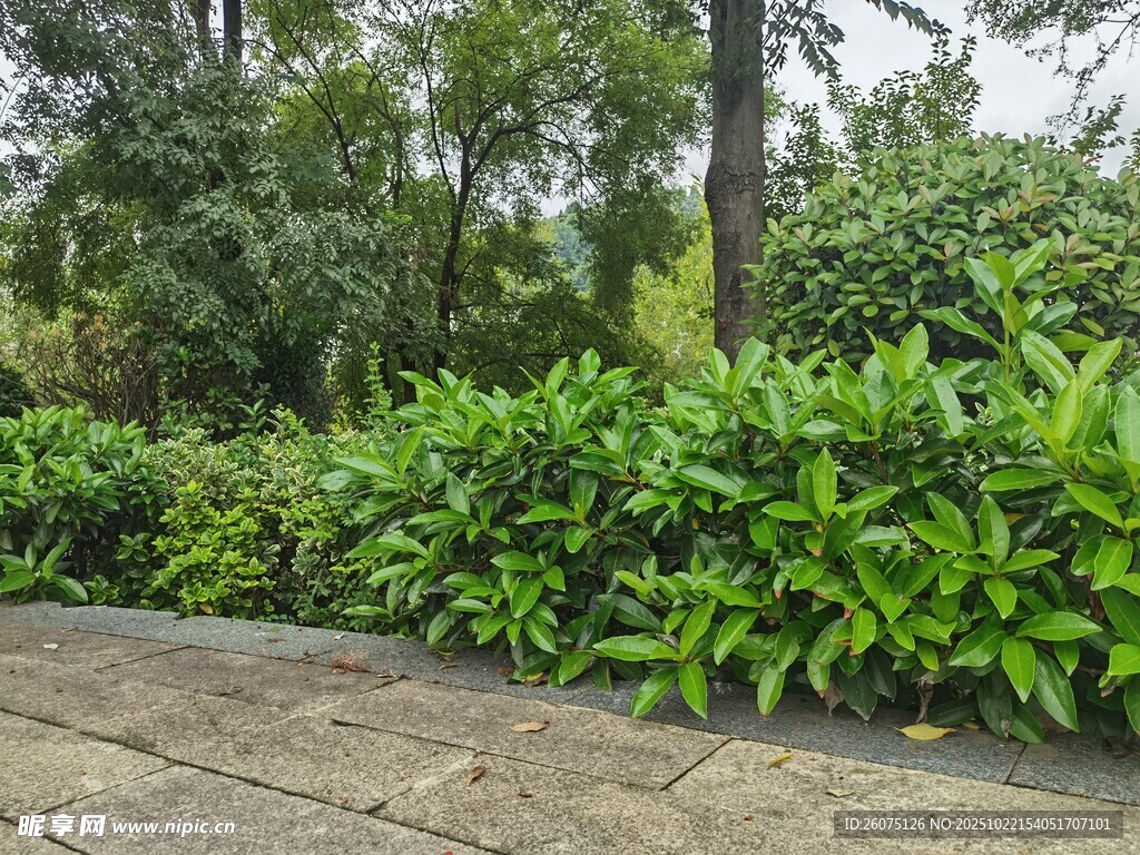 绿意盎然的户外植物景观