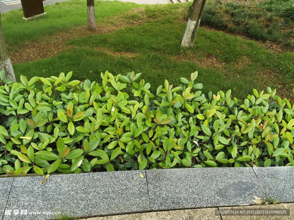 石边翠绿植物景观