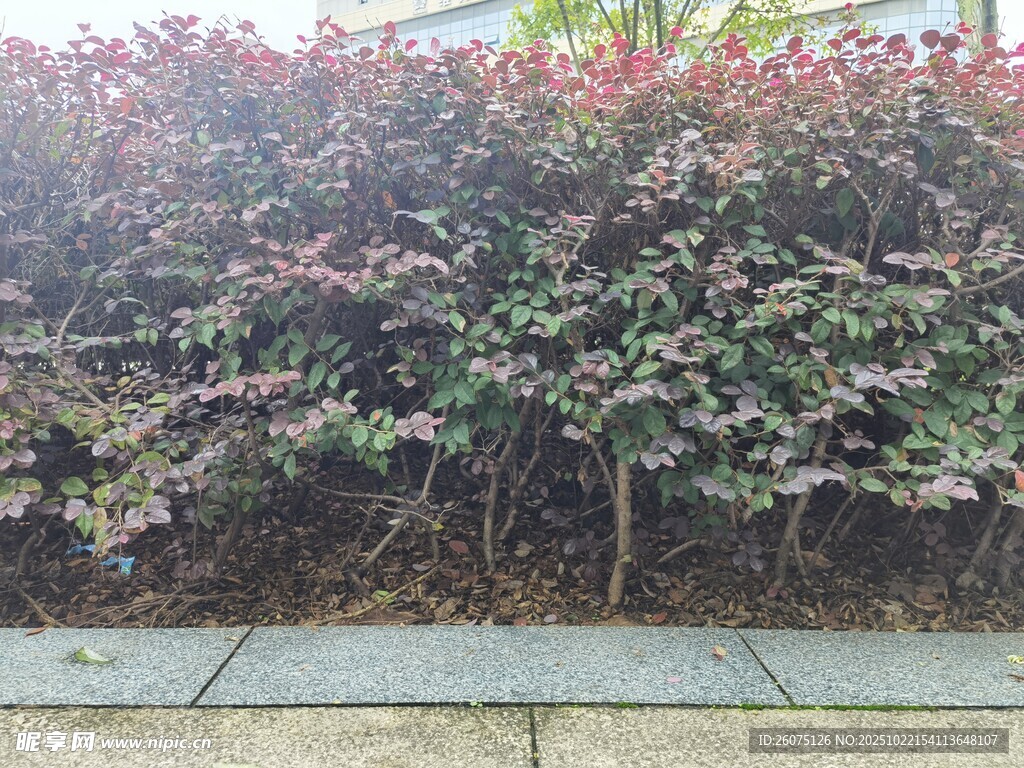 路边多彩灌木丛