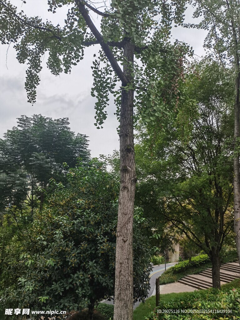 绿意盎然的林间小道