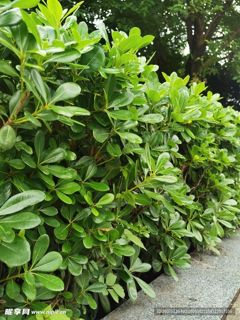 翠绿繁茂的灌木丛