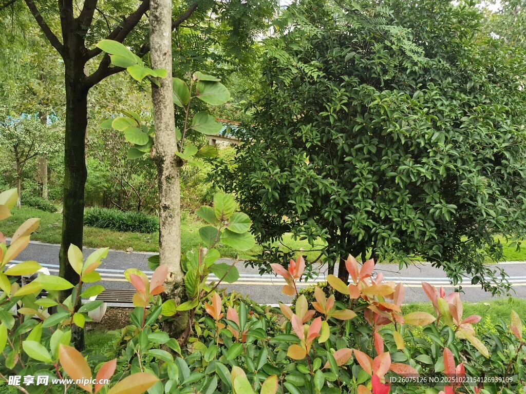 路边多彩绿植景观