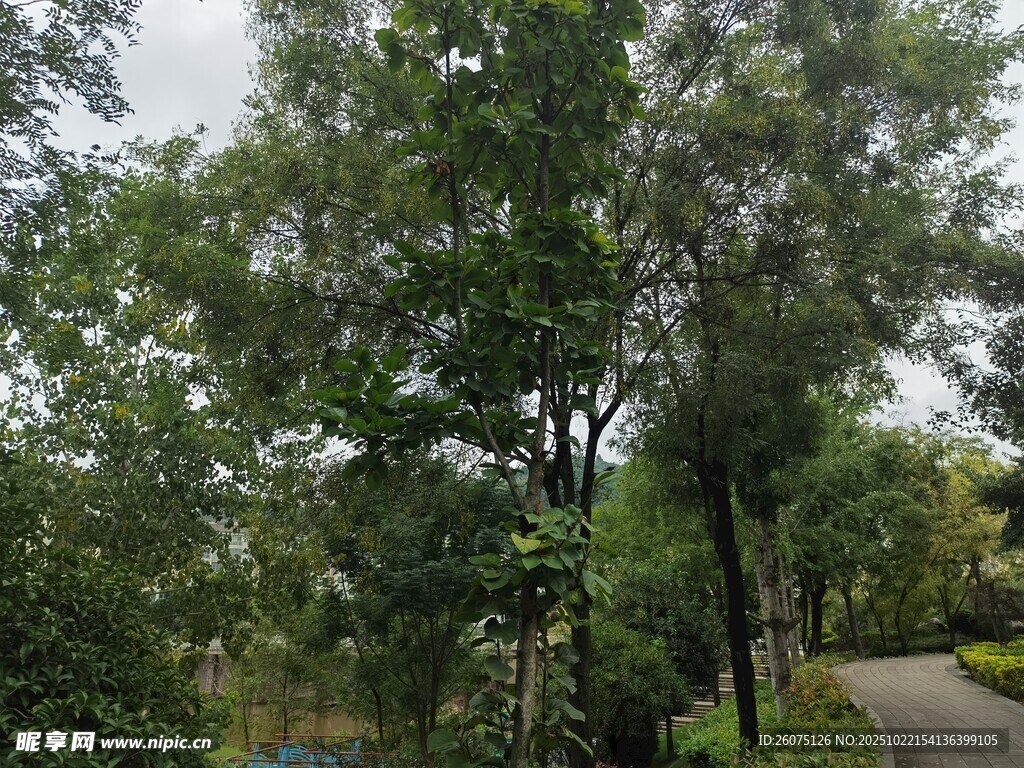 林间小道旁的葱郁绿树